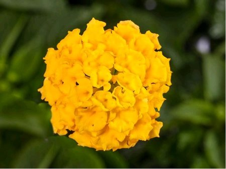 Lantana montevidensis  - lut