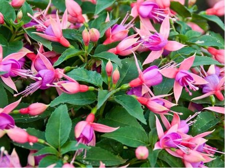 Fuchsie 10pack