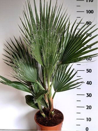 Washingtonie statn - Washingtonie robusta, P 22