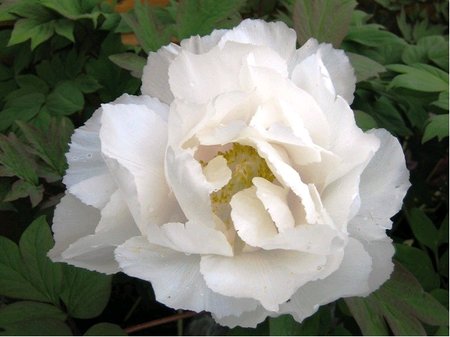 Pivoka nsk SHIRLEY TEMPLE - bl
