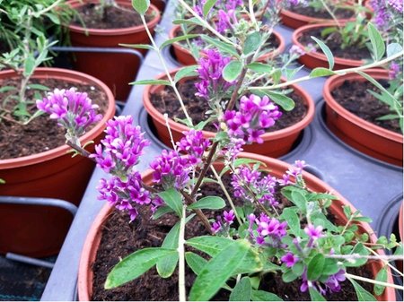 Buddleja alternifolia - Komule UNIQUE PMOORE12 - sv. fialov, K 19