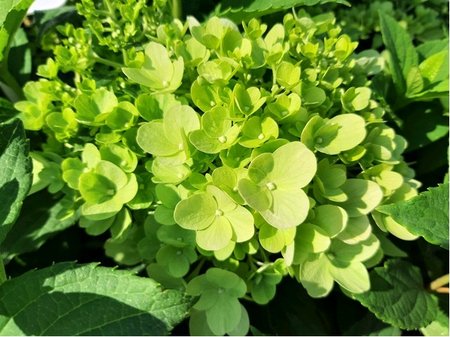 Hortenzie latnat - Hydrangea paniculata MOJITO - sv.zelen, C 2,5 l