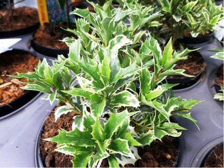 Vonokvtka rznolist - Osmanthus het. VARIEGATUS, C 2,5 l