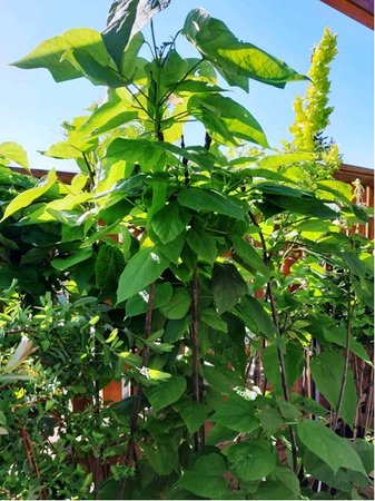 Katalpa trubaovit - Catalpa bignonioides, C 3 l