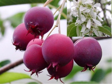 Indinsk borvka Vicky - Amelanchier Lamarckii Vicky, EXTRA 3 l