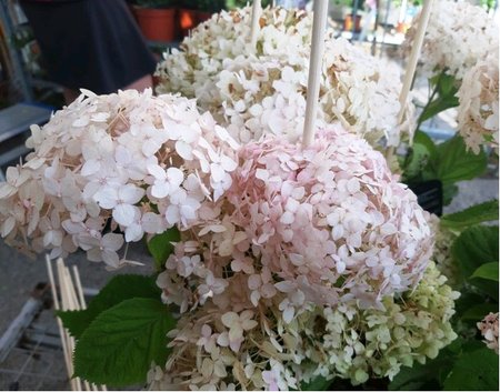 Hortenzie stromkovit CANDYBELLE MARSHMALLOW - sv. rov, C 3 l