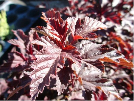 Tavola kalinolist - Physocarpus op. RED BARON, C 2 l