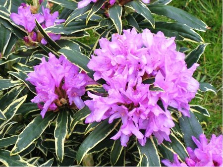Rhododendron GOLDFLIMMER - lila s panaovanm listem, C 1,5 l