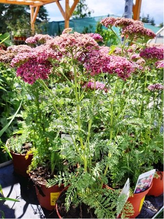 ebek - Achillea T.F. POMEGRANATE