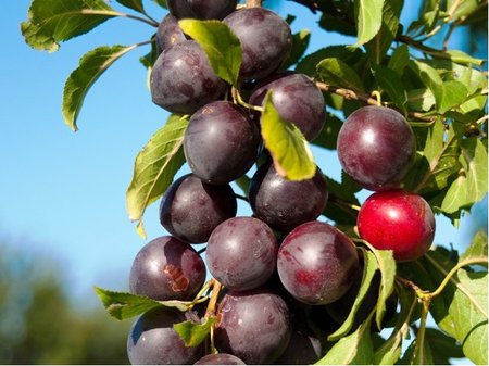 APRIKYRA CHERRYCOT - podno Myrobaln