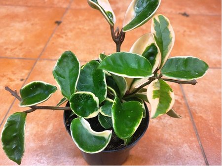 Hoya - voskovka