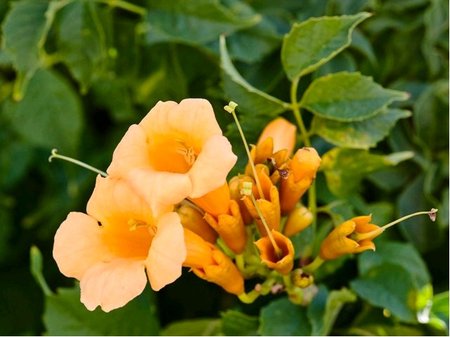 Truba popnav - Campsis radicans FLAVA - lut, C 1,4 l