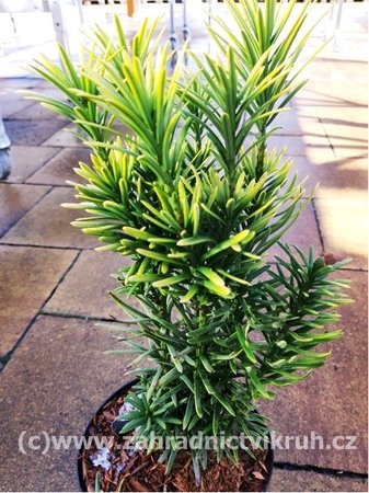 Hlavotis peckovicov - Cephalotaxus harr. KOREAN GOLD, C 3 l