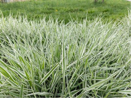 Trs rkosovit - Arundo donax VARIEGATA COMPACT