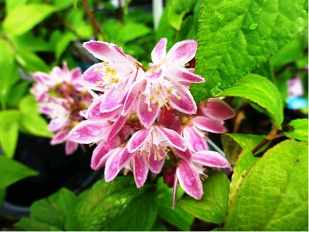Trojpuk - Deutzia x STRAWBERRY FIELDS, C 1 l