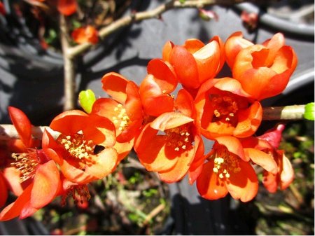Kdoulovec ndhern - Chaenomeles sup. ORANGE TRAIL, C 1,4 l
