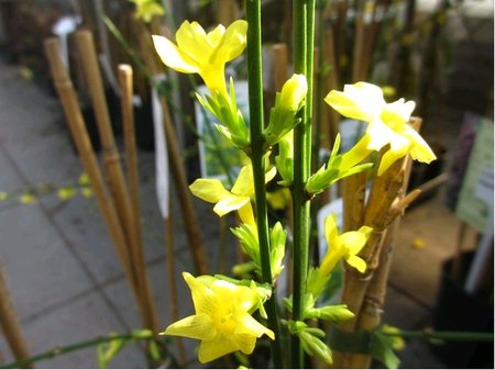 Jasmn nahokvt - Jasminum nudiflorum, C 1,6 L