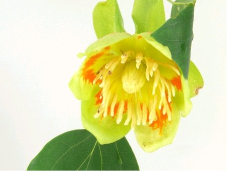 Liliovnk tulipnokvt - Liriodendron tulipifera, C 2 l