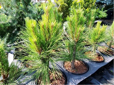 Borovice černá - Pinus nigra PYRAMIDALIS, C 5 l