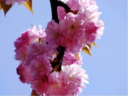 Sakura - Prunus serr. ROYAL BURGUNDY, vka 150 - 180cm