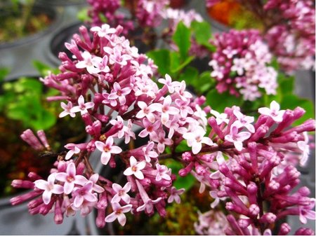 ek Meyerv - Syringa meyeri PALIBIN - fialov, C 2 l