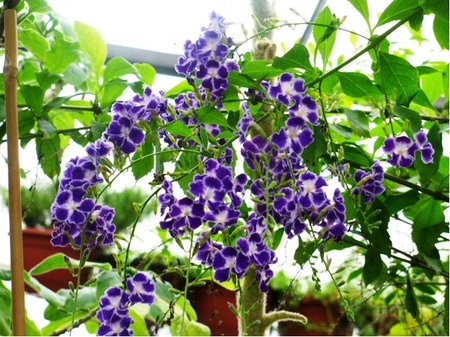 Duranta repens - Duranta vzpmen
