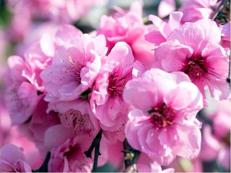 Prunus triloba - Mandlo trojlalon - kmen 80cm, C 5 l