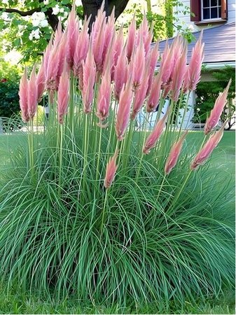 Pampov trva - Cortaderia sell. PINK FEATHER - rov