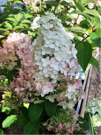 Hortenzie latnat - Hydrangea paniculata HERCULES - blorov, C 1,4 l