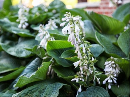 Hosta sieboldiana ELEGANS