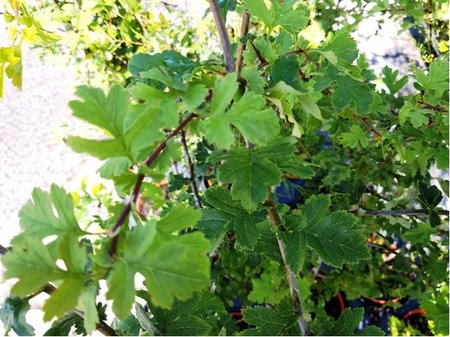 Hloh jednosemenn - Crataegus monogyna