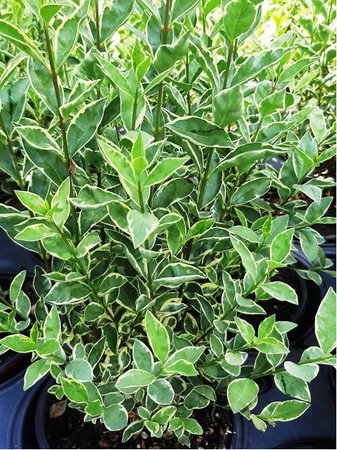 Pta zob - Ligustrum ovalifolium ARGENTEUM
