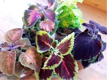 Coleus - okrasn kopiva