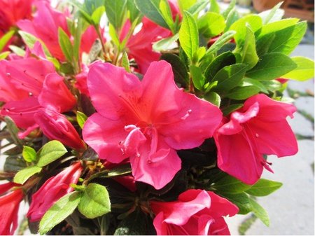 Azalka japonsk HINO - CRIMSON - rovoerven
