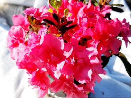 Azalka japonská TORNELLA - růžová, plnokvětá