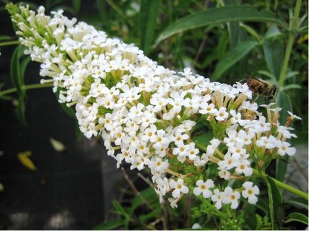 Buddleja davidii SUMMER BIRD COMPACT SNOW - bl, C 3 l