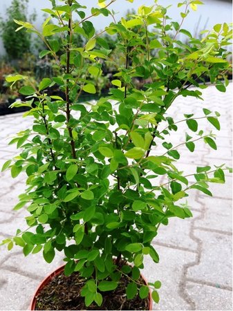 Pmelnk - Symphoricarpos doorenbosii MAGIC BERRY
