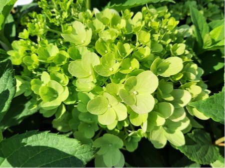 Hortenzie latnat - Hydrangea paniculata MOJITO - sv.zelen, C 1,4 l