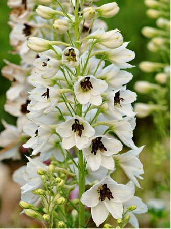 Ostroka - Delphinium cul. M.F. WHITE DARK BEE