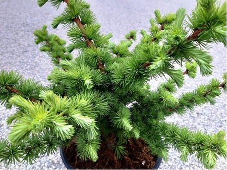 Modn opadav - Larix decidua BLICE, C 3 l