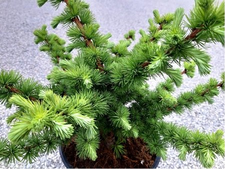 Modn opadav - Larix decidua BLICE