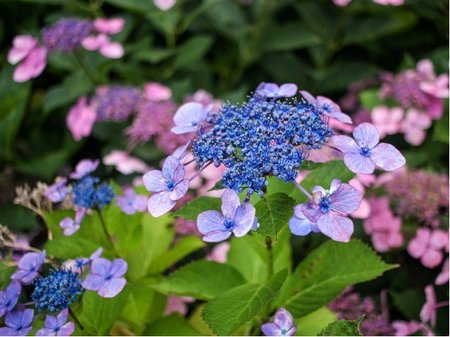 Hortenzie pilovit MAGIC SEDUCTION ANNIES BLUE - modr