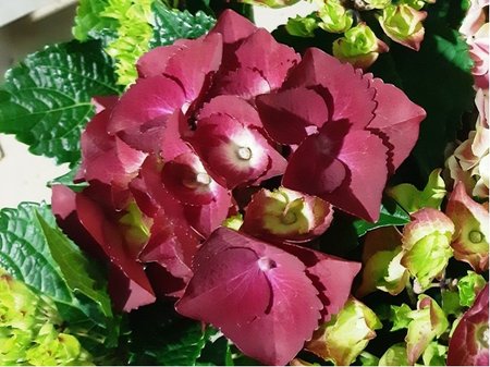Hortenzie velkolist - Hydrangea ma. CHOCOLATE EVER BELLES - tm. erven