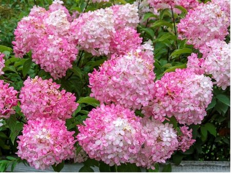 Hortenzie latnat - Hydrangea pan. SUNDAE FRAISE Rensun