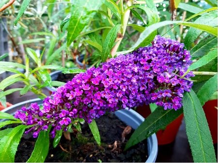 Buddleja davidii PURPLE EMPEROR Pyrkeep - fialov, K 19