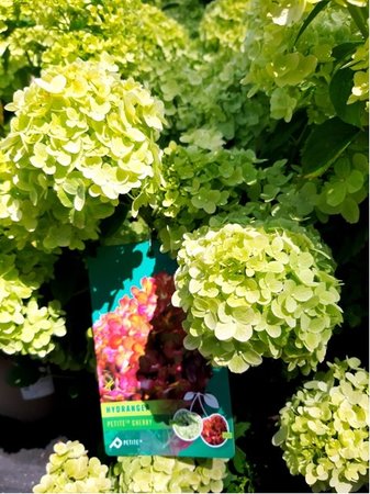 Hortenzie latnat - Hydrangea paniculata PETITE CHERRY - sv. zelen, C 5 l