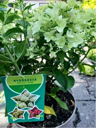 Hortenzie latnatá - Hydrangea paniculata PETITE® STAR - vícebarevná, C 5 l