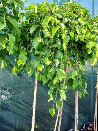 Morue pevisl - Morus alba - PENDULA - kmen 120cm, C 7,5 l