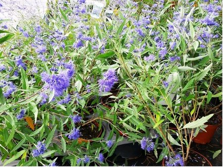 Oechoplodec - Caryopteris cland. HEAVENLY BLUE - modr