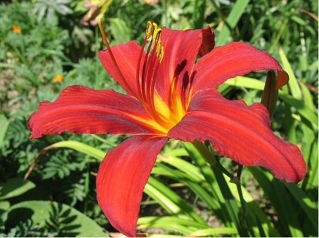 Denivka - Hemerocallis FLAMING SWORD - ervenolut
